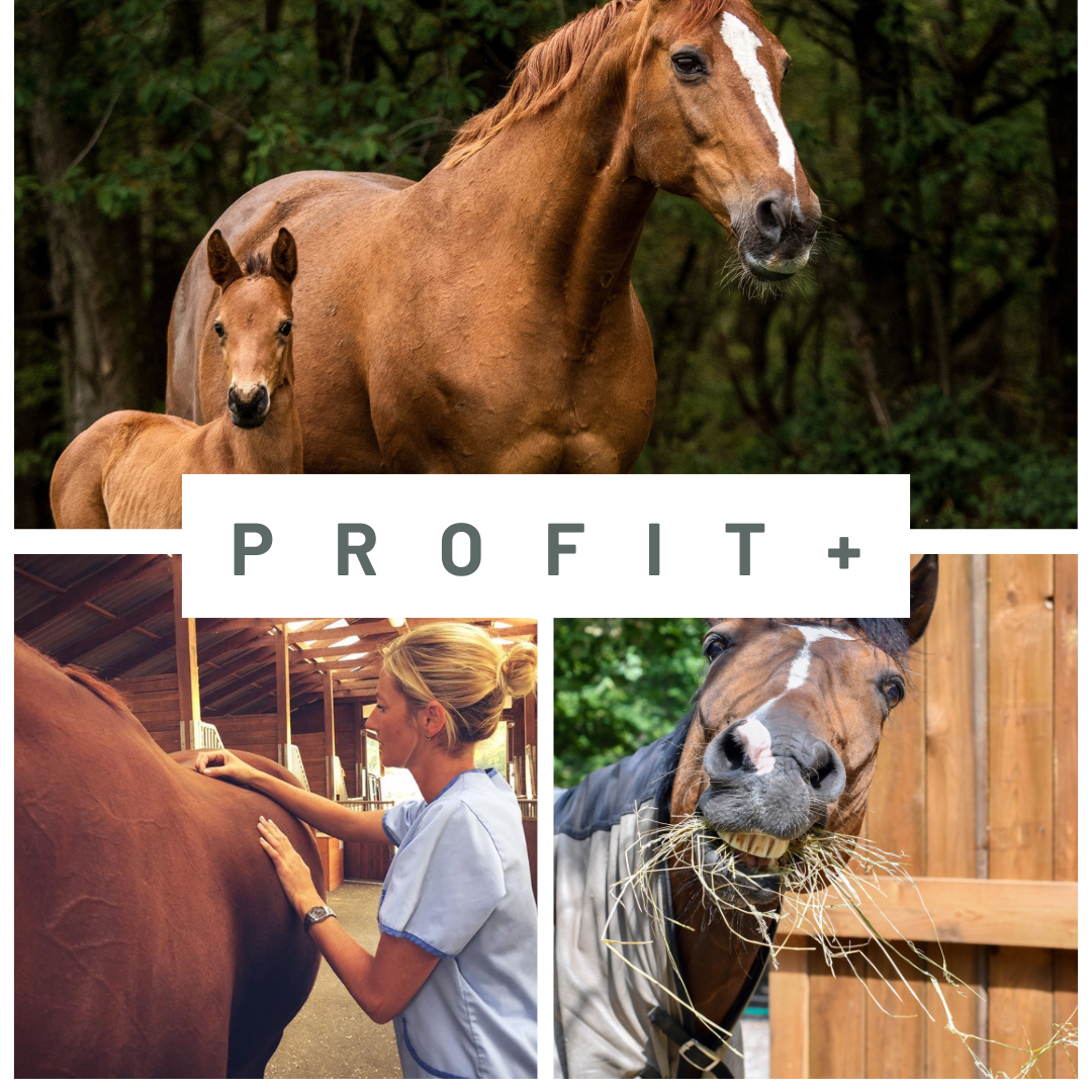 Fibre Profit+ : L'aliment idéale pour les jeunes chevaux, les chevaux maigres ou en récupération